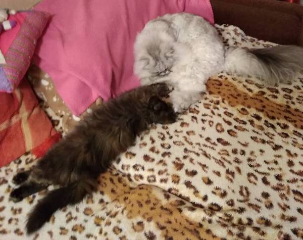 Кошки в нашей жизни. Кошки и все, что с ними связано.