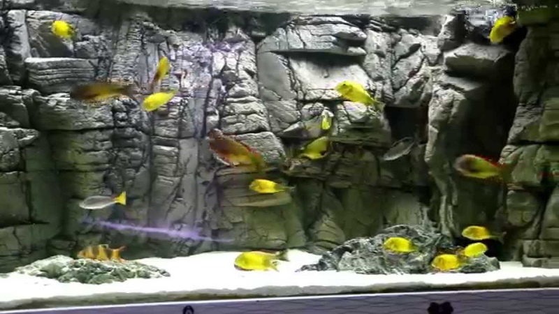 Tropheus Real İlangi Yellow