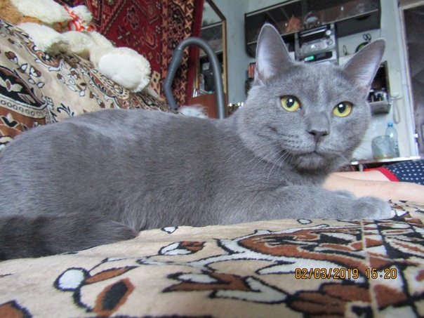 РОДЖЕР, возраст 7 месяцев, кастрирован. 
Кушает сухой корм 