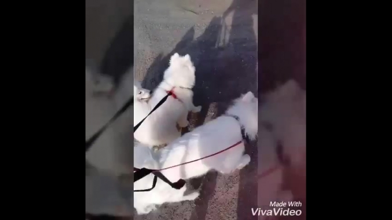 Малышня на прогулке