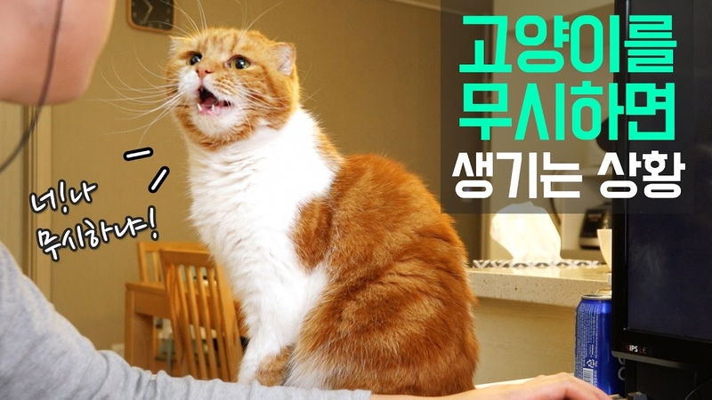 고양이 말을 무시하면 생기는 상황 - 노을이편-