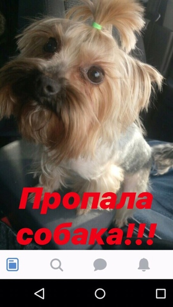 SOS!!! Пропала собака Йорк кобель. Утром в Терновке. Не каст