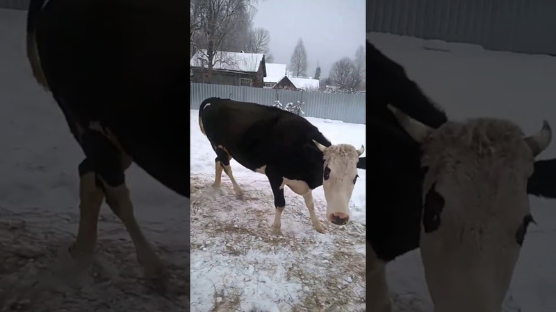 Копия видео Девчонки на прогулке