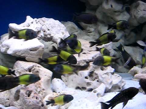 Tropheus Ikola Group