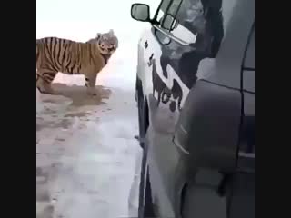 Извините, у меня там игрушка