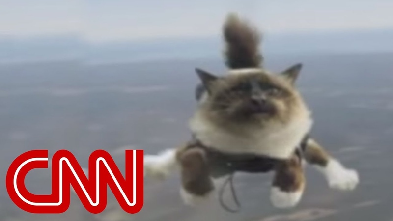 Skydiving cats cause uproar