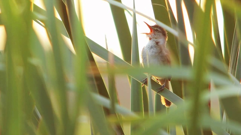 Australian Reed-Warbler