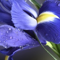 Джанна Космос