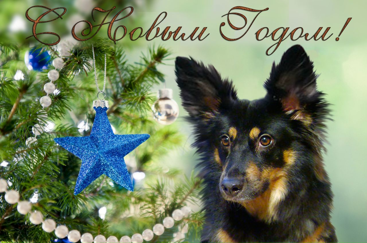 Кошки в нашей жизни. Кошки и все, что с ними связано.