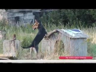 ПЕРВЫЙ ГОРОДСКОЙ: В КАЛИНИНГРАДЕ ПРОЙДЕТ БЛАГОТВОРИТЕЛЬНЫЙ ФЕСТИВАЛЬ