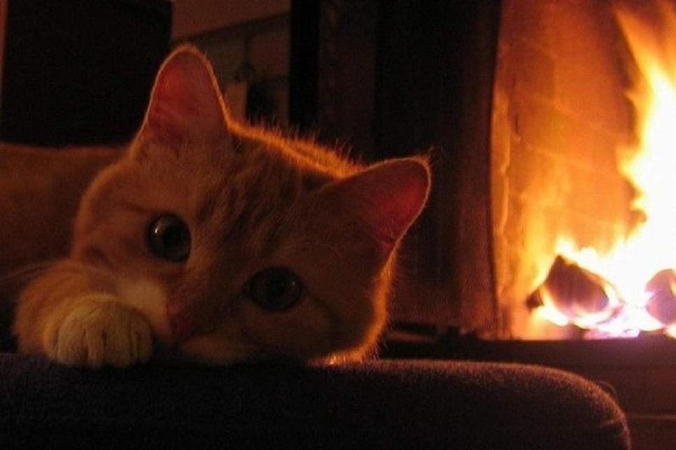 Кошки в нашей жизни. Кошки и все, что с ними связано.