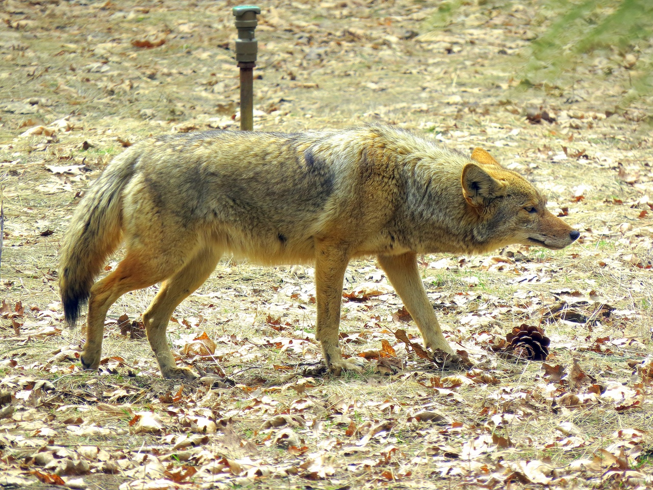Ударим автопробегом по дикому западу! USA 2019 7-25 марта.