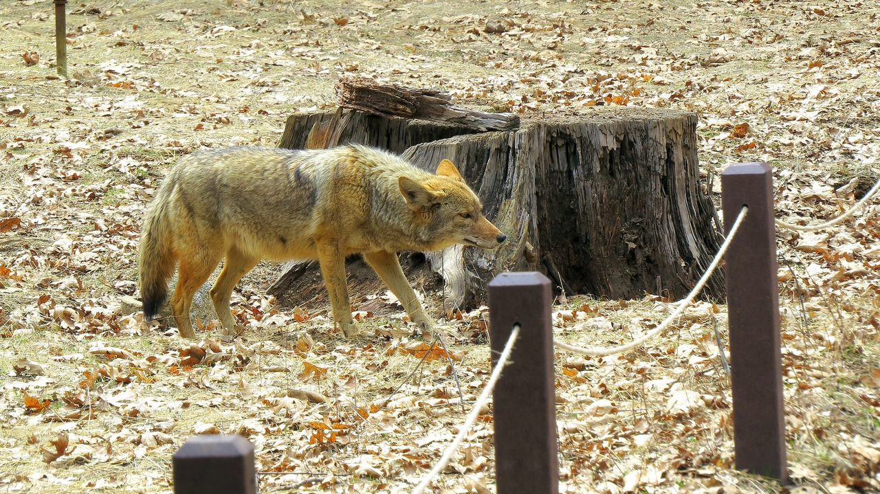 Ударим автопробегом по дикому западу! USA 2019 7-25 марта.
