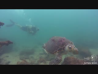 Hawksbill Turtles at