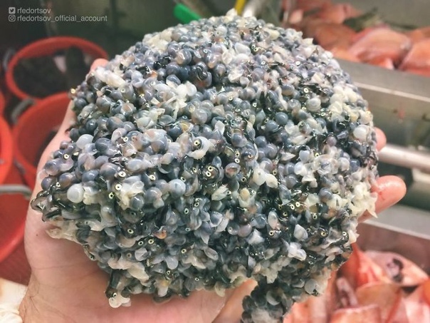 Моряк из Мурманска Роман Федорцов показал новый улов Необычные и невероятные существа с морских глубин от моряка Романа Федорцова. Хорошо,что все это живет на большой глубине,и по своему желанию