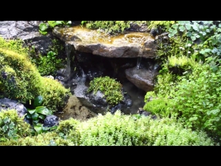 Waterfall_in_paludarium