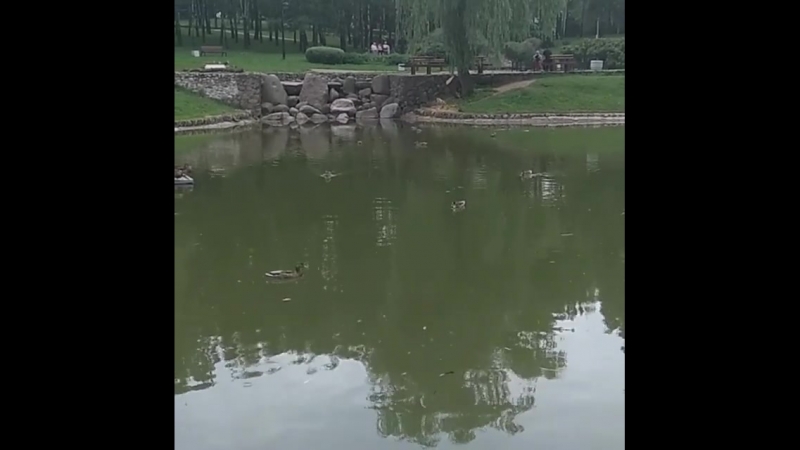 Utki_03