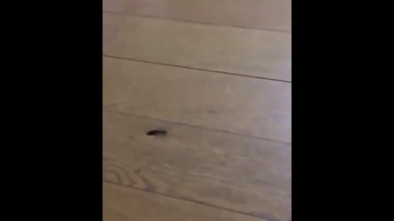 How not to catch a centipede