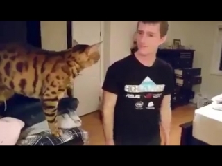 Очень общительный кот