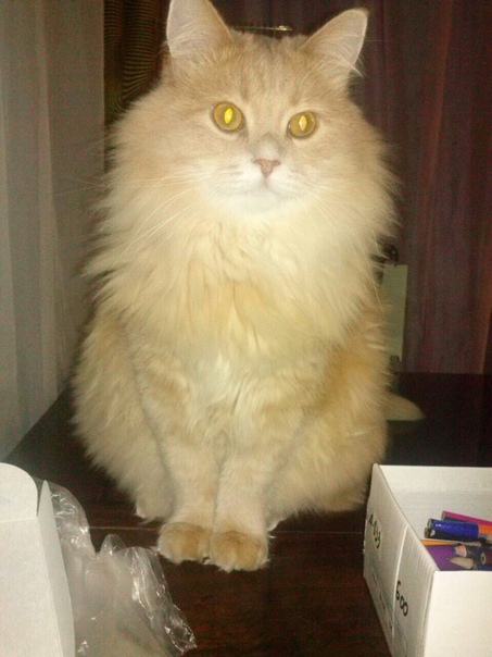 Помогите в поиске кота!!! 
11 апреля этого года в заводском