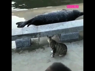 Кошка наваляла морскому котику