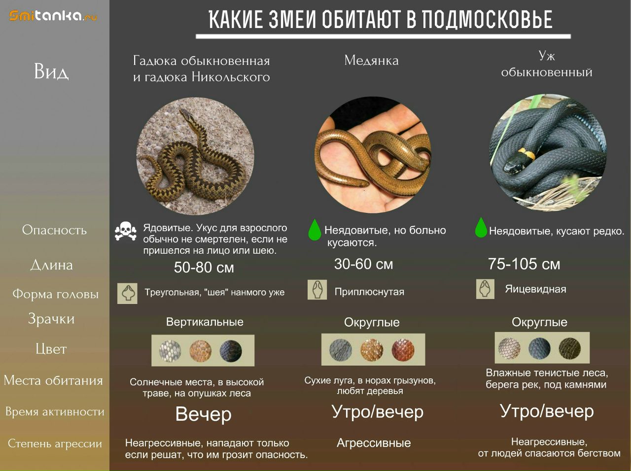 Карта змей в московской области