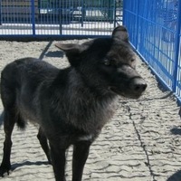 Дмитрий Круглов | Благовещенка