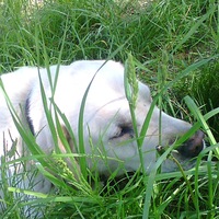 Евгений Гусев