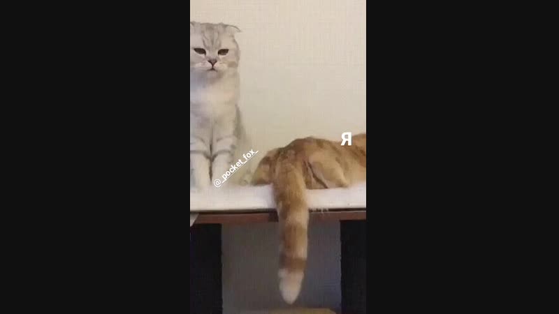 VID_55350610_024140_860.mp4