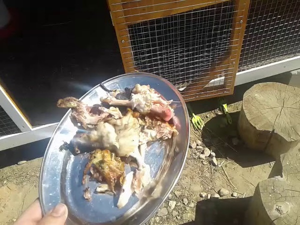 Угощаем кур курами!
