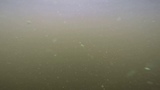 Цветение воды, октябрь (вот эти очаровашки, которые портят нам воду)