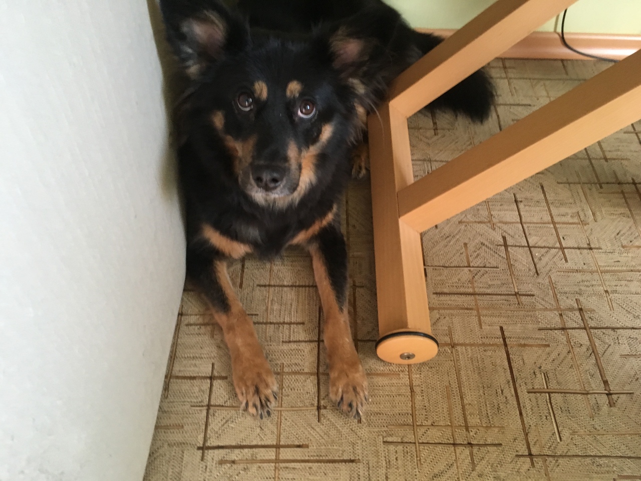 Кошки в нашей жизни. Кошки и все, что с ними связано.