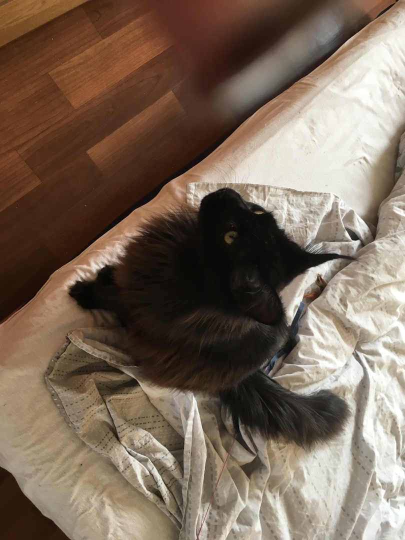 Кошки в нашей жизни. Кошки и все, что с ними связано.