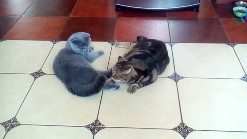 VID_20190321_134246.3gp
