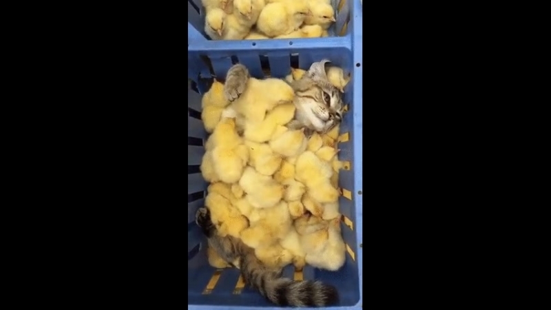 Doc523279_479325426.mp4