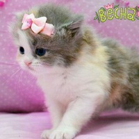 Лиза Никонорова |