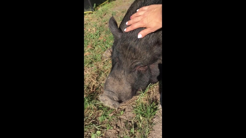 Минипиг загорает 🐽☀️ Осенний загар