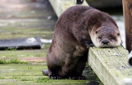 5 способов перестать хотеть спать после обеда 