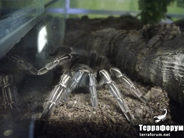 Aphonopelma semanni