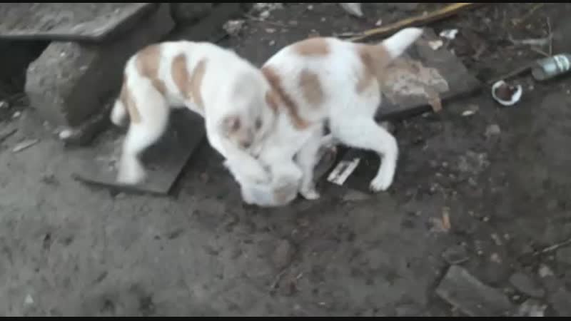 VID-20190117-Алапар_Алау