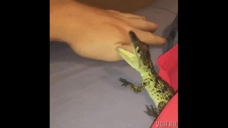 Алигатор рвет человека на куски