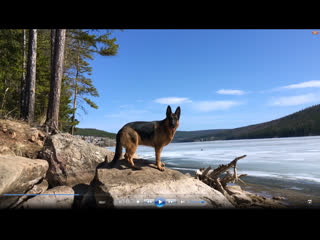 German Shepherd Vesta walk 2