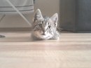 Безкота_добро