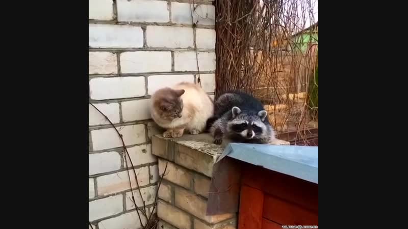 Лапы не распускай!