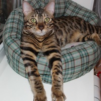 Людмила Бондарева | Воронеж