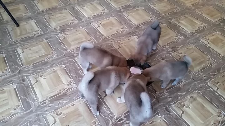 Игры-играми, обед по расписанию!