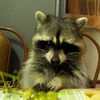 Никита Постоятин