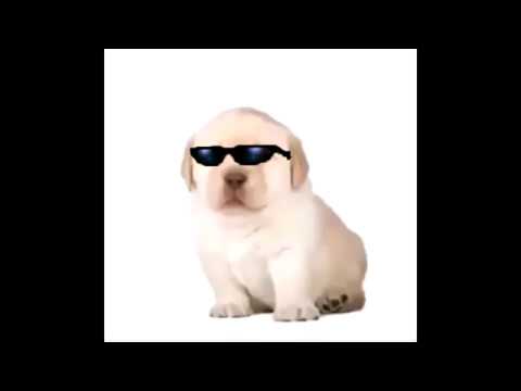 JC Doggy