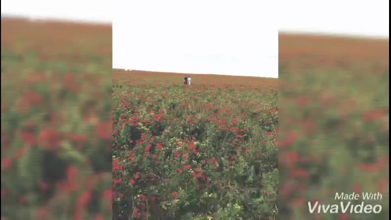Шардара- қызғалдақ🥀🌷⚘