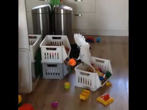 Bird screaming into a cup
